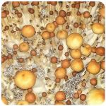 Псилоцибиновые (галлюциногенные) грибы в Северобайкальске Psilocybin "Golden Teacher" Псилоцибиновые (галлюциногенные) грибы в Северобайкальске Psilocybin "Golden Teacher"