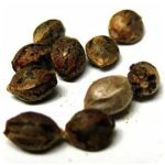 Семена марихуаны АК-47  (Seeds AK-47) в Северобайкальске